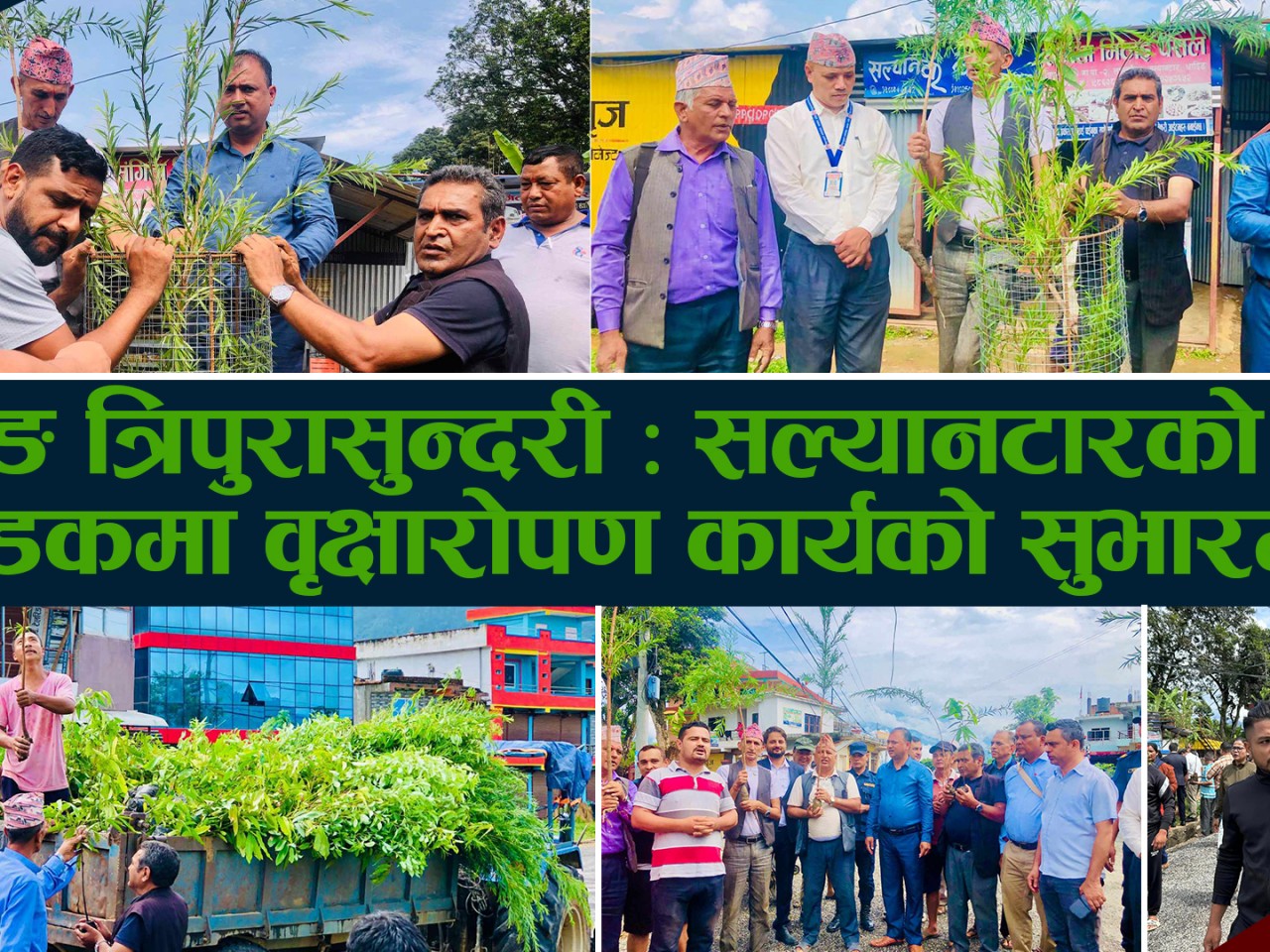 धादिङ त्रिपुरासुन्दरी : सल्यानटारको मुल सडकमा वृक्षारोपण कार्यको सुभारम्भ